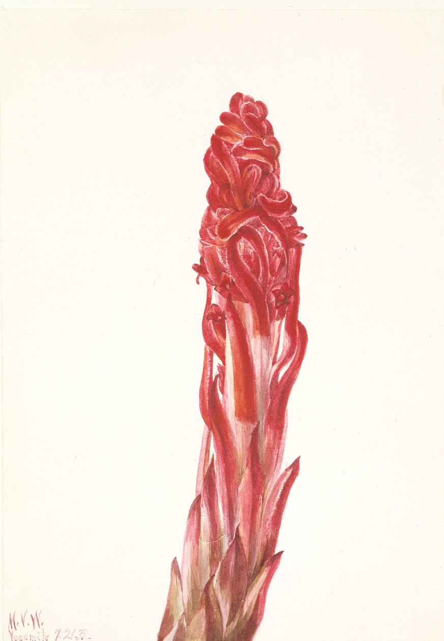 Sněhová rostlina (Sarcodes sanguinea) od Mary Vaux Walcott