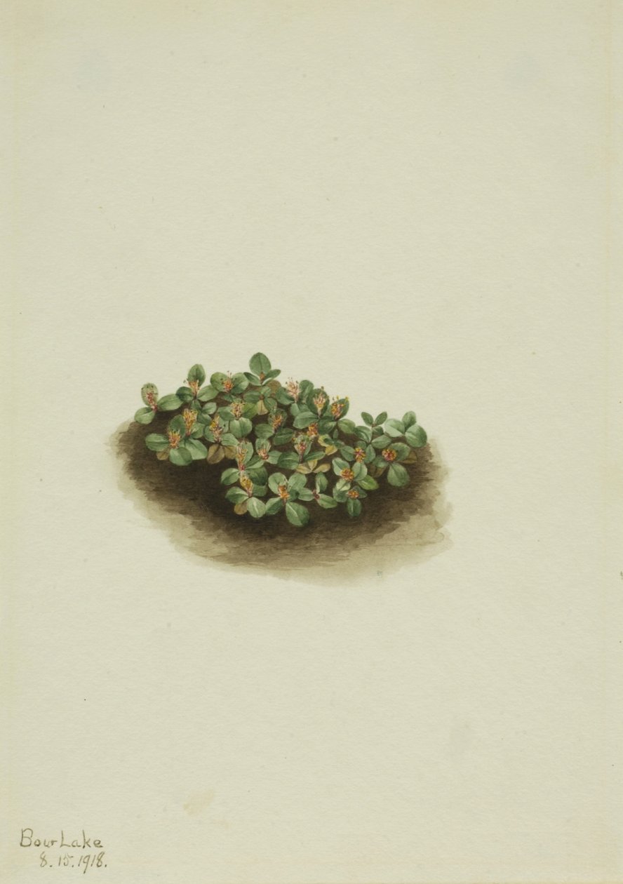 Vrba sněžná (Salix nivalis) od Mary Vaux Walcott