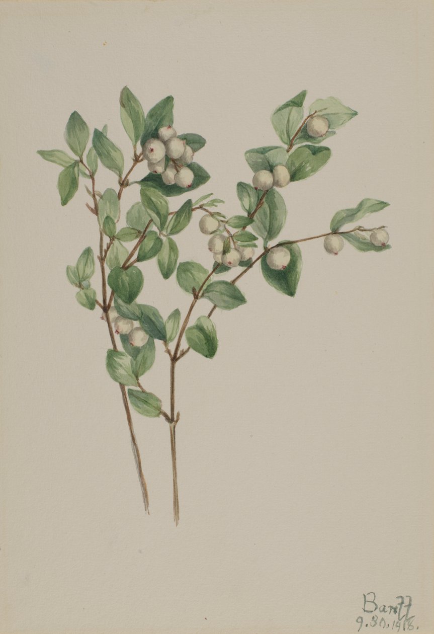 Sněženka bílá (Symphoricarpos albus) od Mary Vaux Walcott