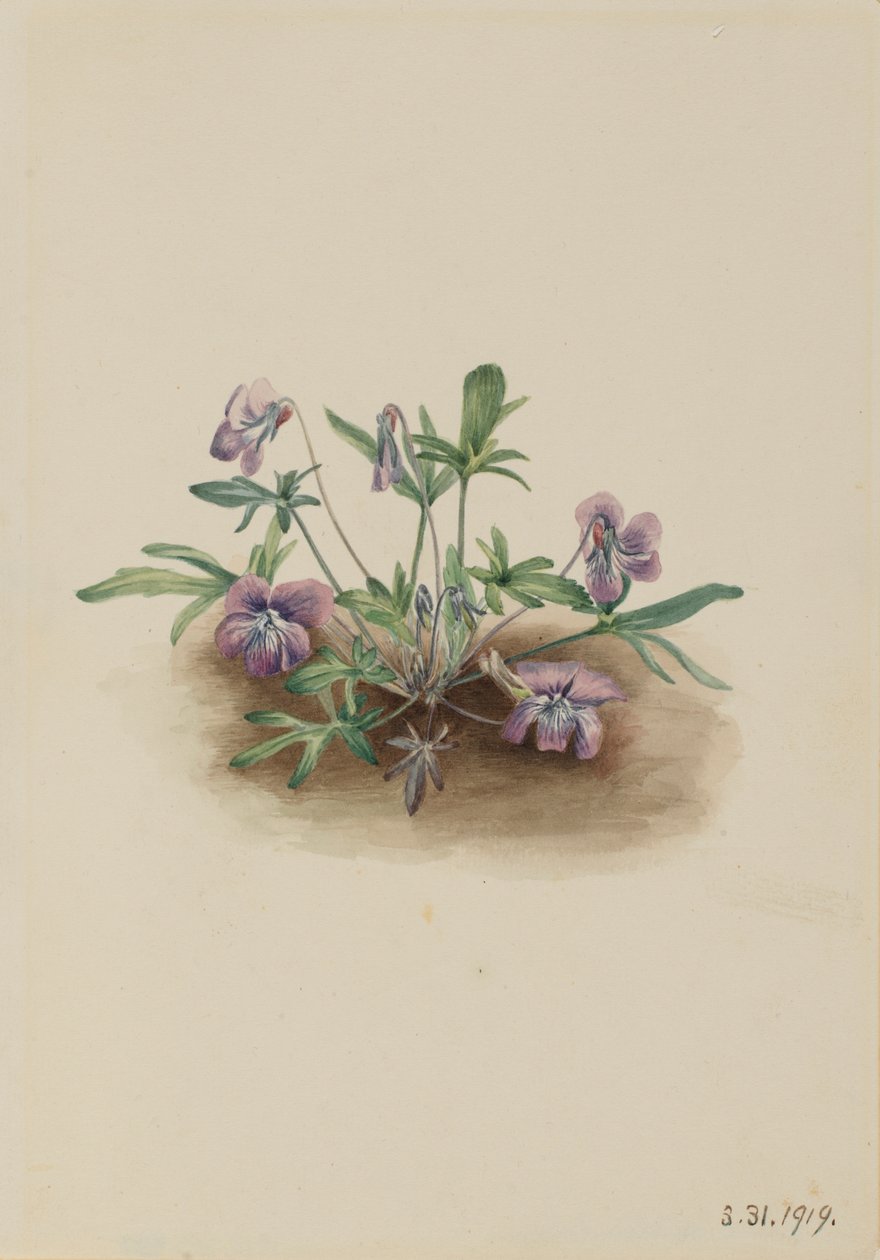 Fialka jižního pobřeží (Viola septemloba) od Mary Vaux Walcott