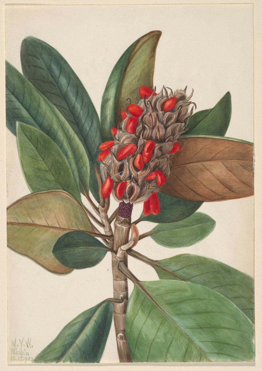 Magnólie jižní (Magnolia grandiflora) od Mary Vaux Walcott