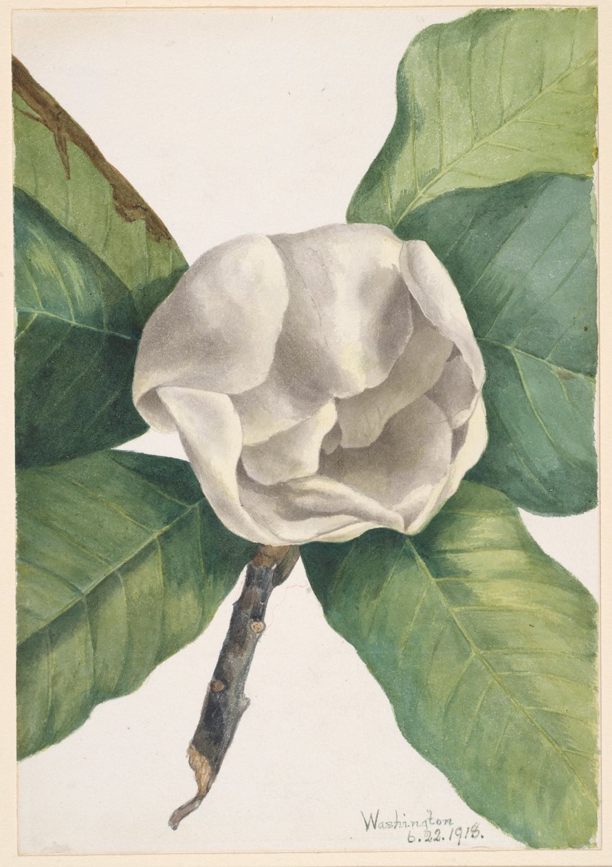 Magnólie jižní (Magnolia grandiflora) od Mary Vaux Walcott