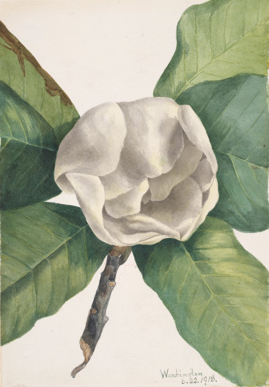 Magnolia jižní Magnolia grandiflora, 1918. od Mary Vaux Walcott