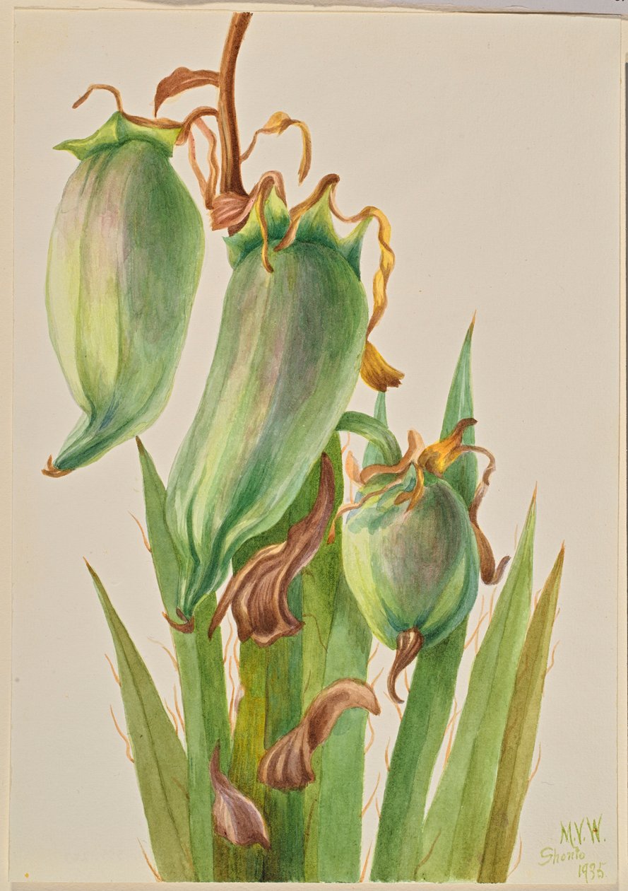 Španělský bajonet (Yucca baccata) od Mary Vaux Walcott