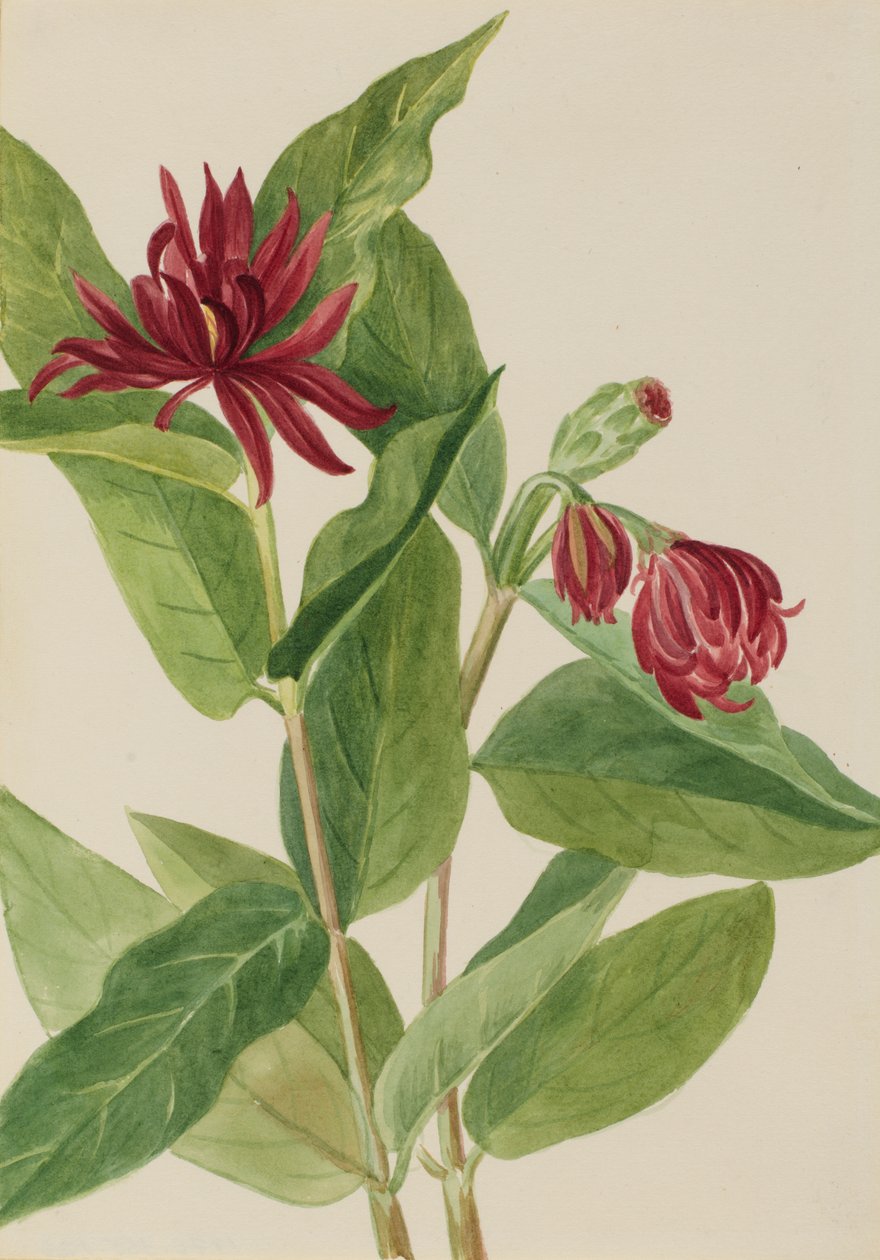 Spicebush Calycanthus occidentalis, začátek 30. let 20. století. od Mary Vaux Walcott
