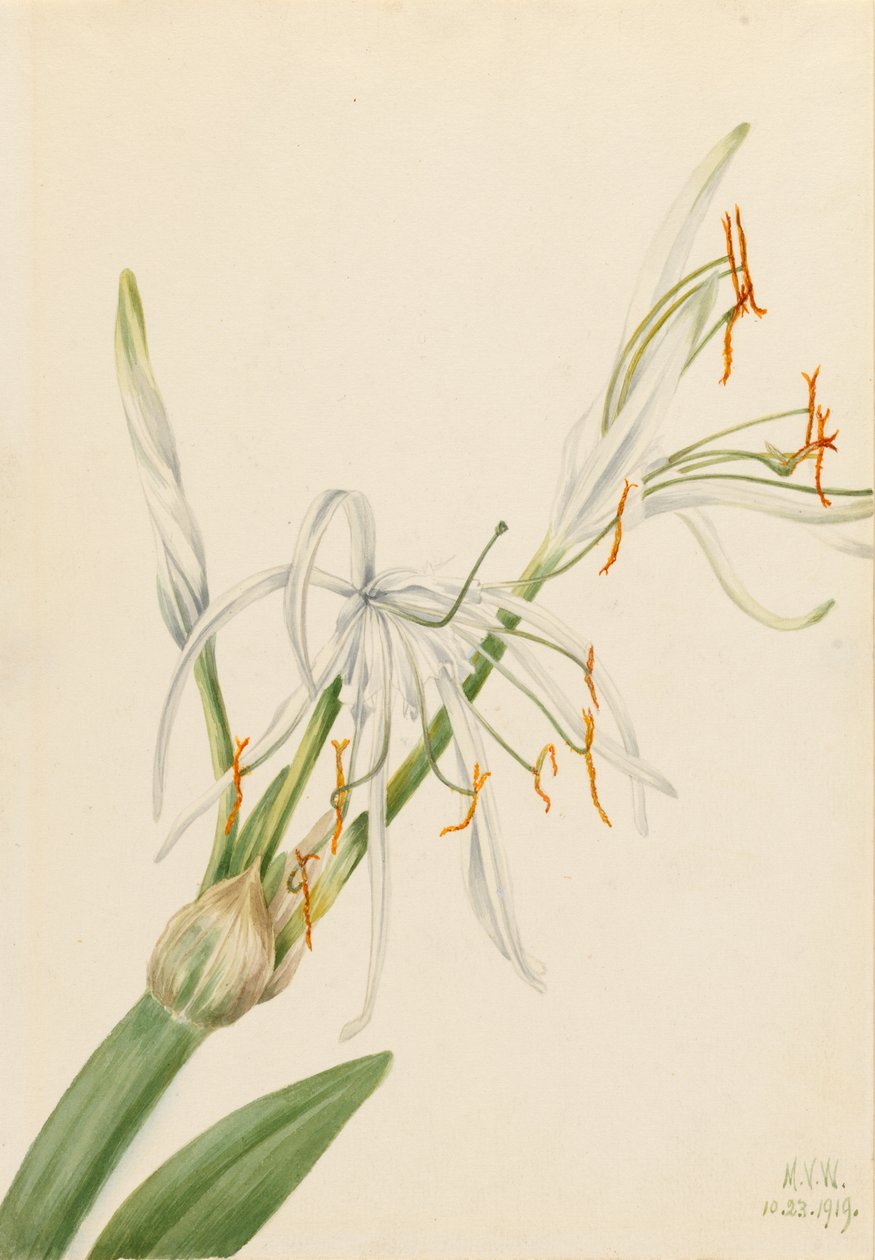 Pavoučí lilie (Hymenocallis rotata) od Mary Vaux Walcott