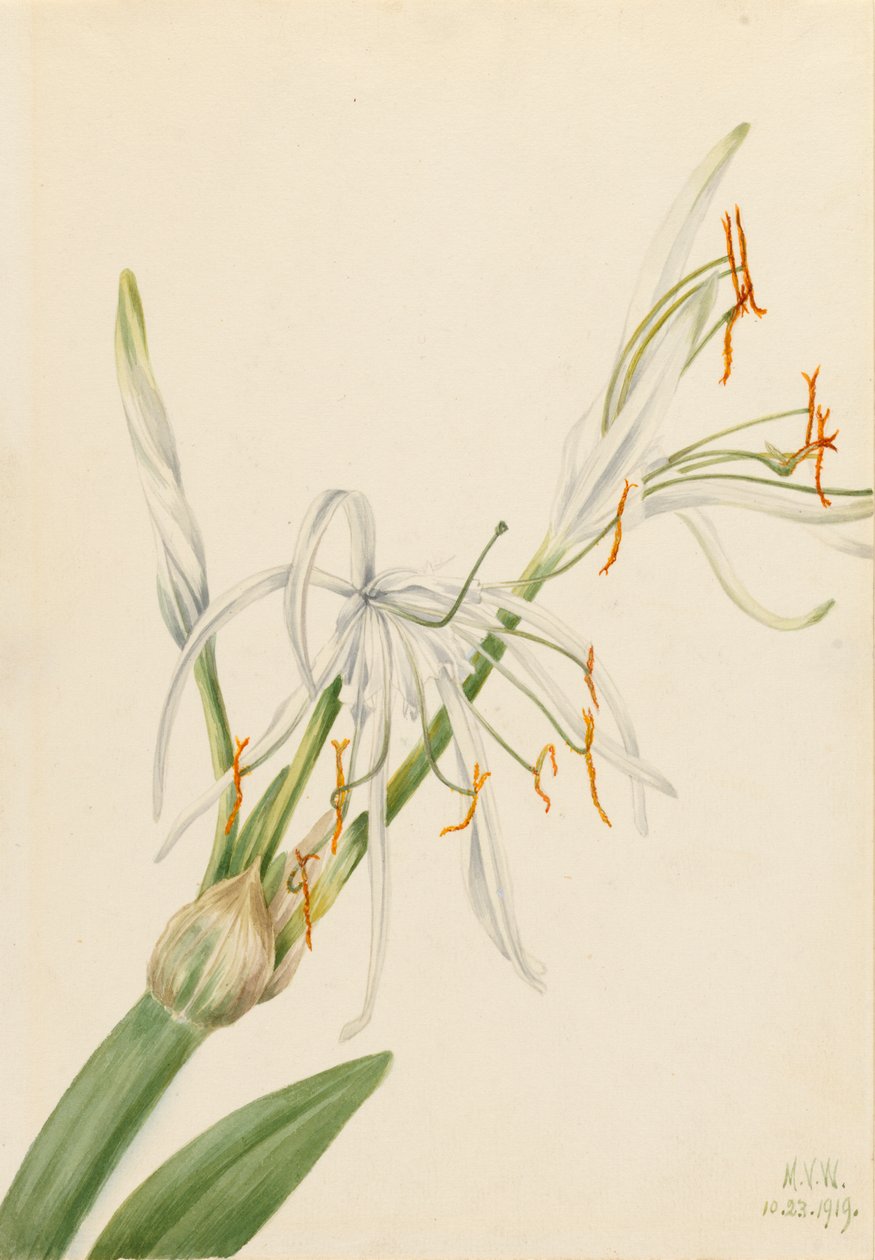 Spider Lily Hymenocallis rotata, 1919. od Mary Vaux Walcott