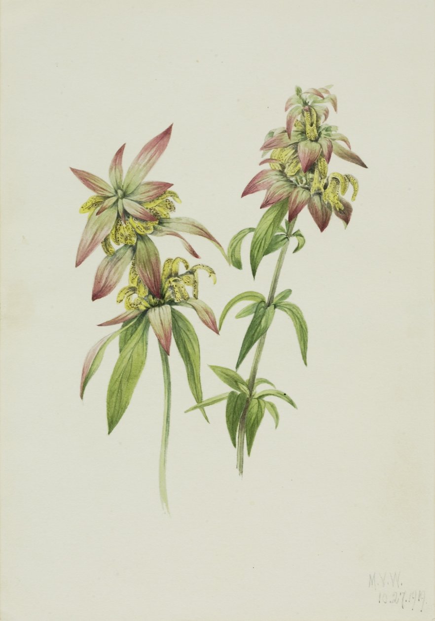 Balzámovník tečkovaný (Monarda punctata) od Mary Vaux Walcott
