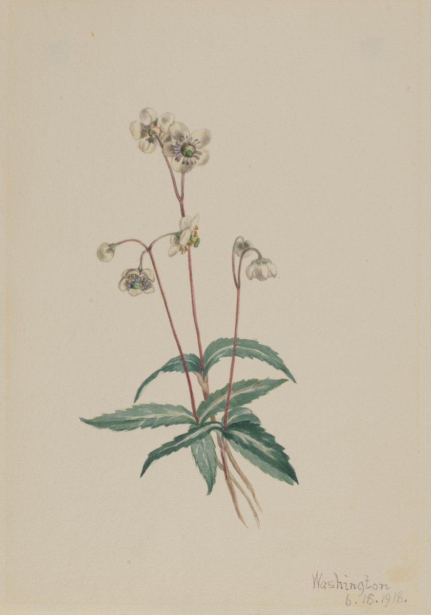 Pipsissewa Chimaphila maculata, 1918. od Mary Vaux Walcott