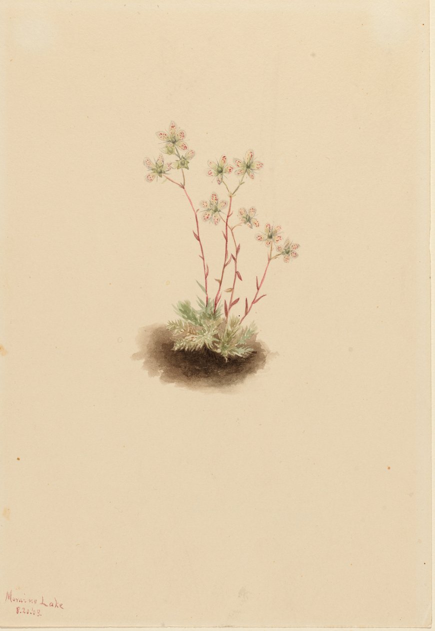 Lomikámen skvrnitý (Saxifraga bronchialis) od Mary Vaux Walcott