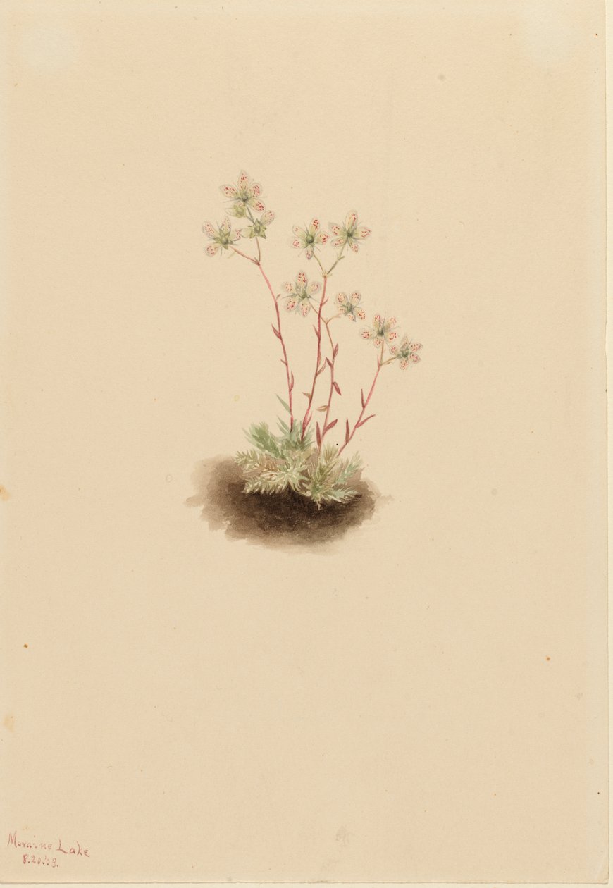 Lomikámen skvrnitý Saxifraga bronchialis, 1903. od Mary Vaux Walcott