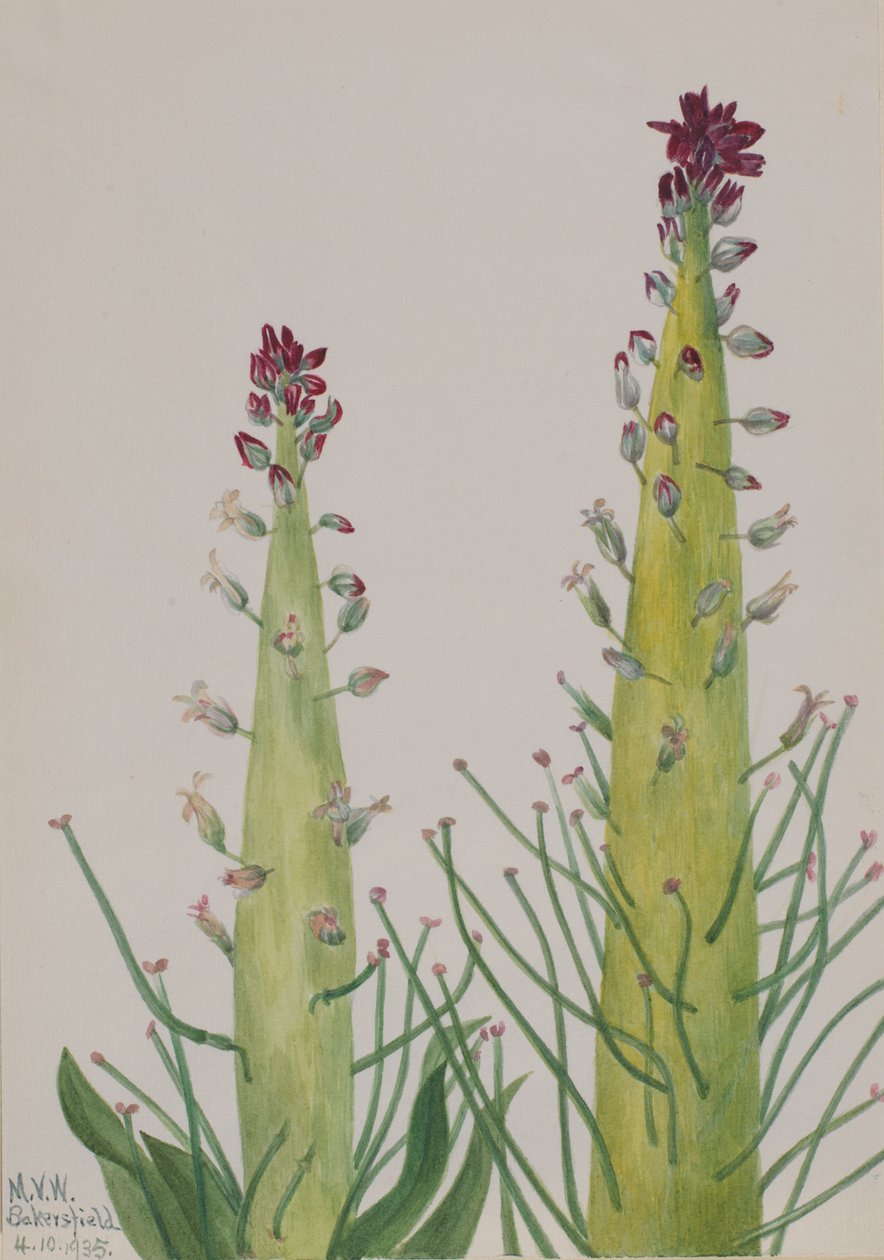 Squaw-Cabbage Caulanthus inflatus, 1935 od Mary Vaux Walcott