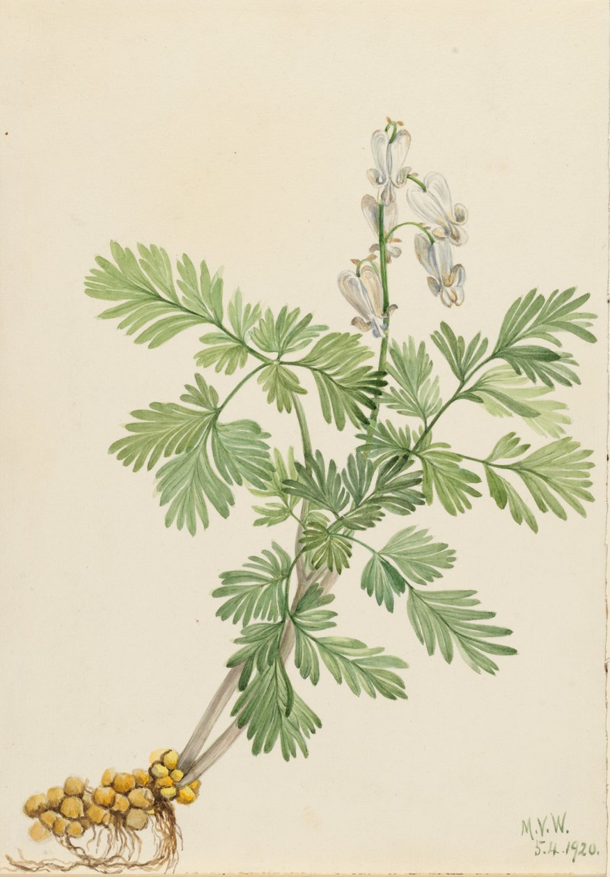 Kukuřice veverčí (Bikukulla canadensis) od Mary Vaux Walcott