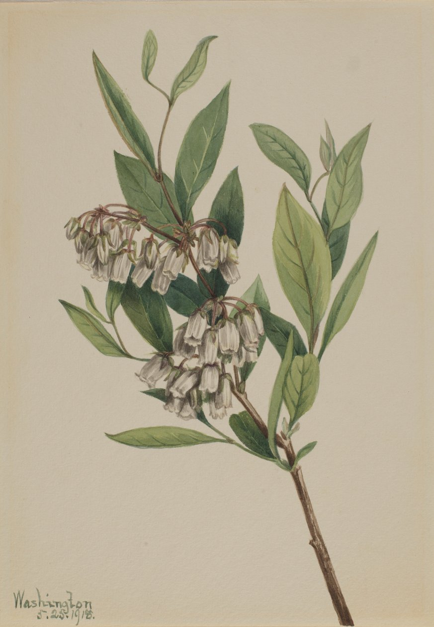 Keř Pieris mariana (Pieris mariana) od Mary Vaux Walcott