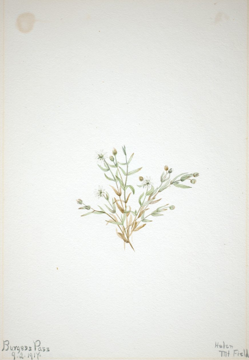 Stelleria leata od Mary Vaux Walcott