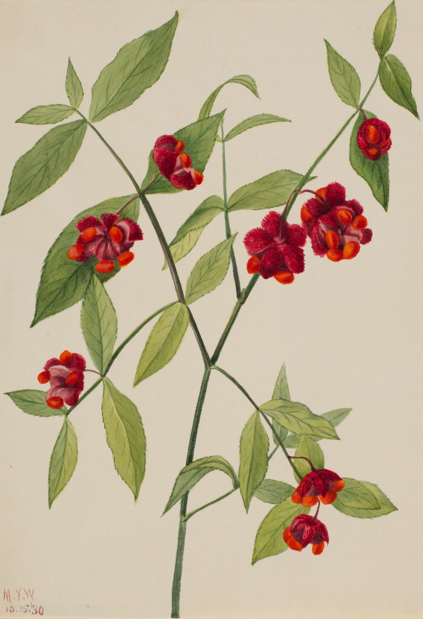 Jahodový keř - "Srdce plná lásky" (Euonymus Americanus) od Mary Vaux Walcott