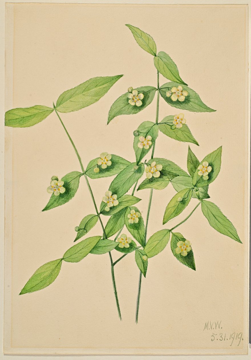 Jahodník americký (Euonymus americanus) od Mary Vaux Walcott