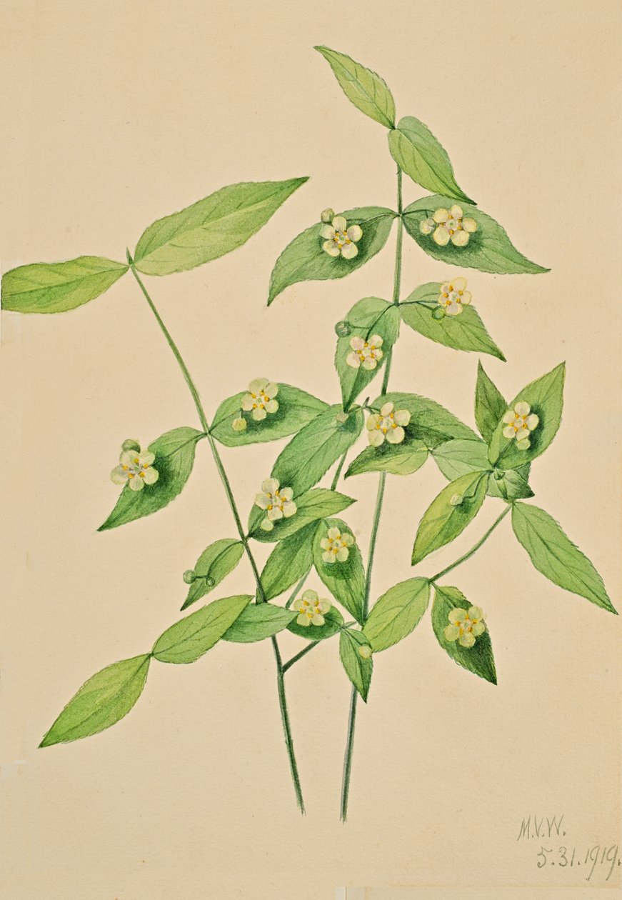 Jahodový keř Euonymus americanus, 1919. od Mary Vaux Walcott
