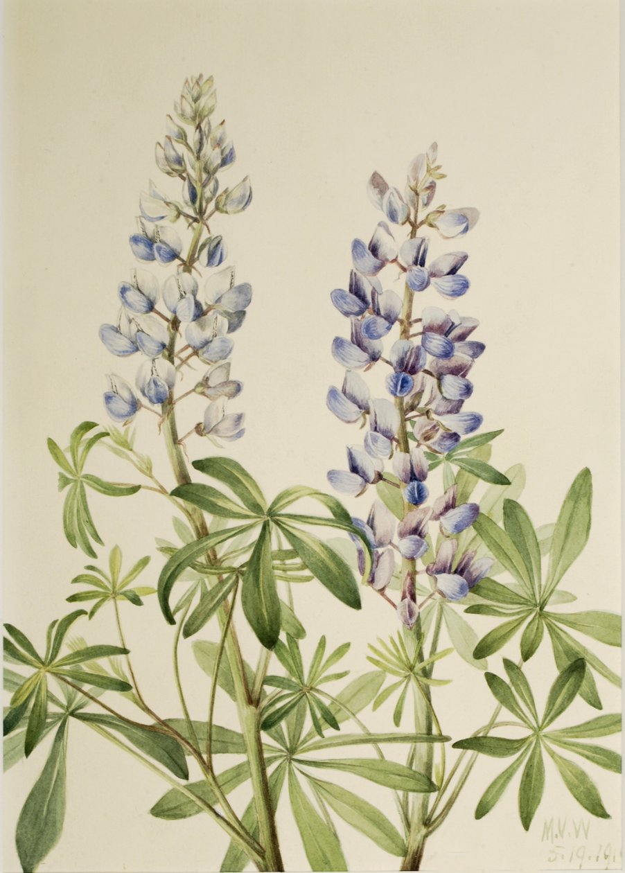 Lupina vytrvalá (Lupinus perennis) od Mary Vaux Walcott