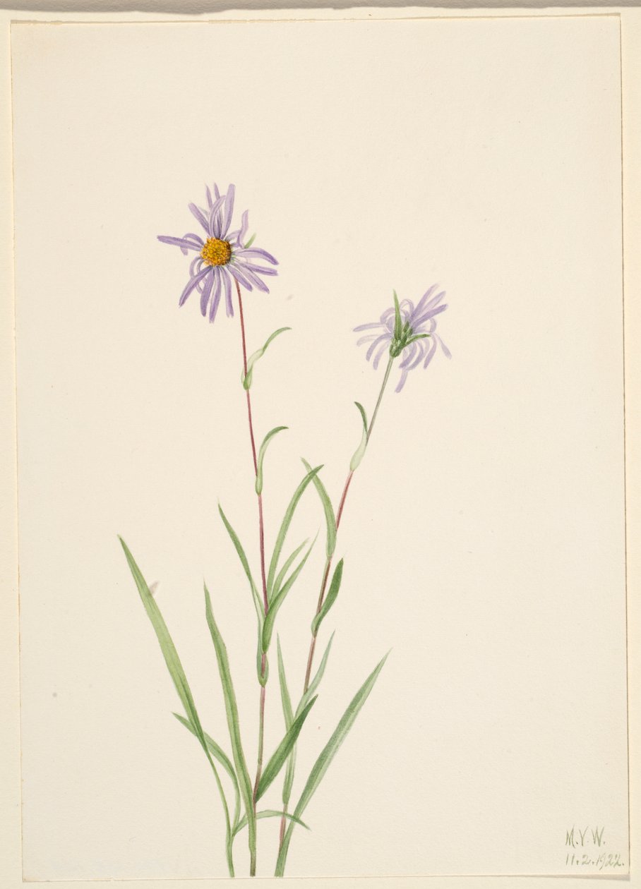Hvězdnice bahenní (Aster paludosus) od Mary Vaux Walcott