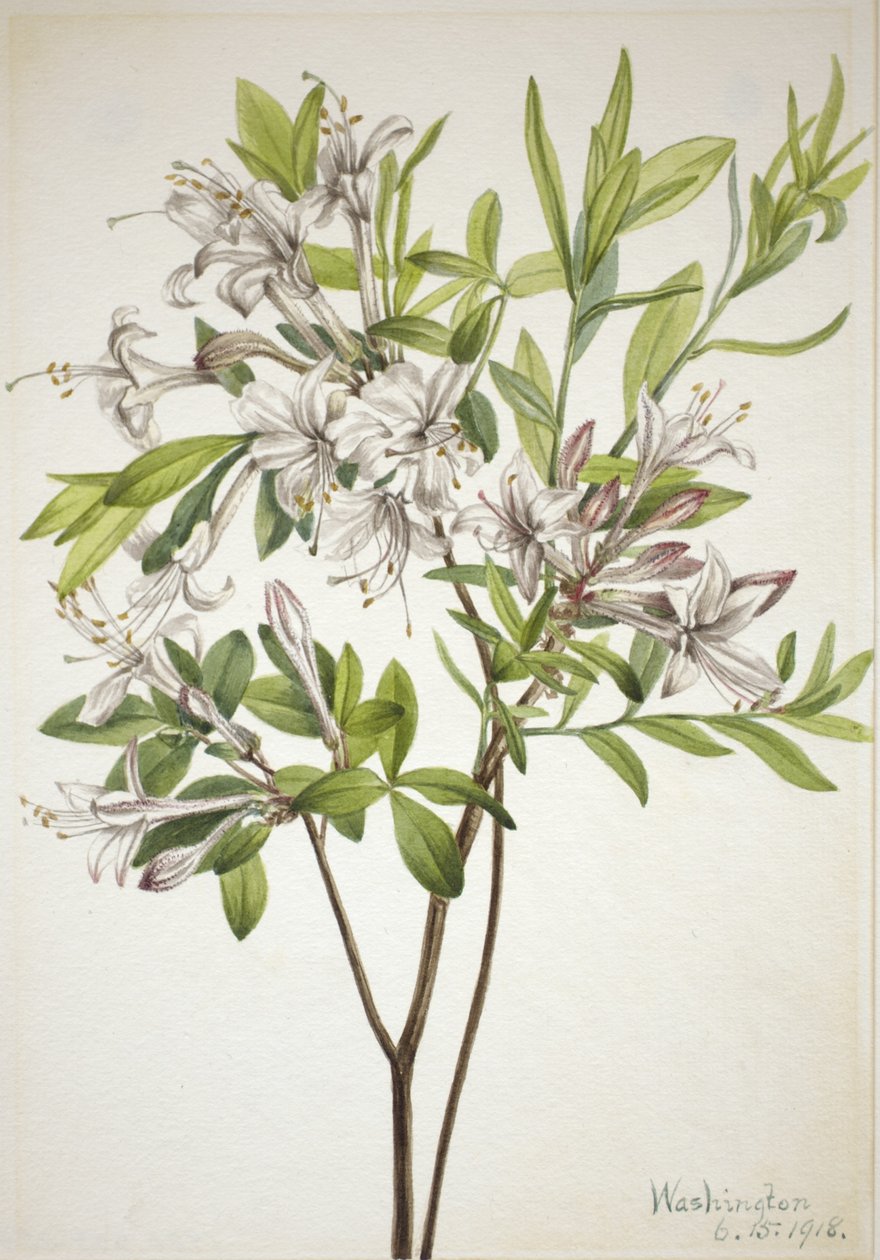 Azalka bahenní (Azalea viscosa) od Mary Vaux Walcott