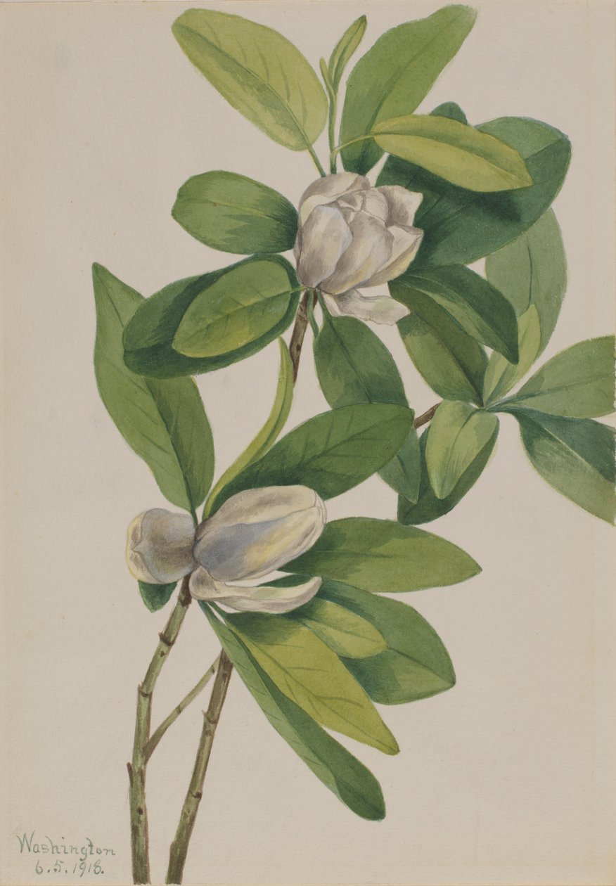 Bažinná magnólie (Magnolia virginiana) od Mary Vaux Walcott