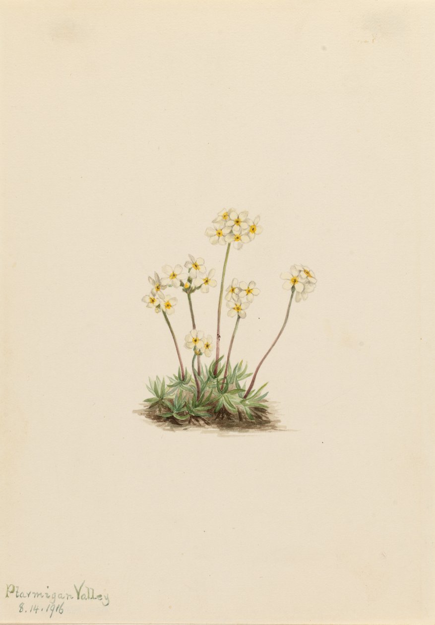 Androsace sladká (Androsace carinata) od Mary Vaux Walcott