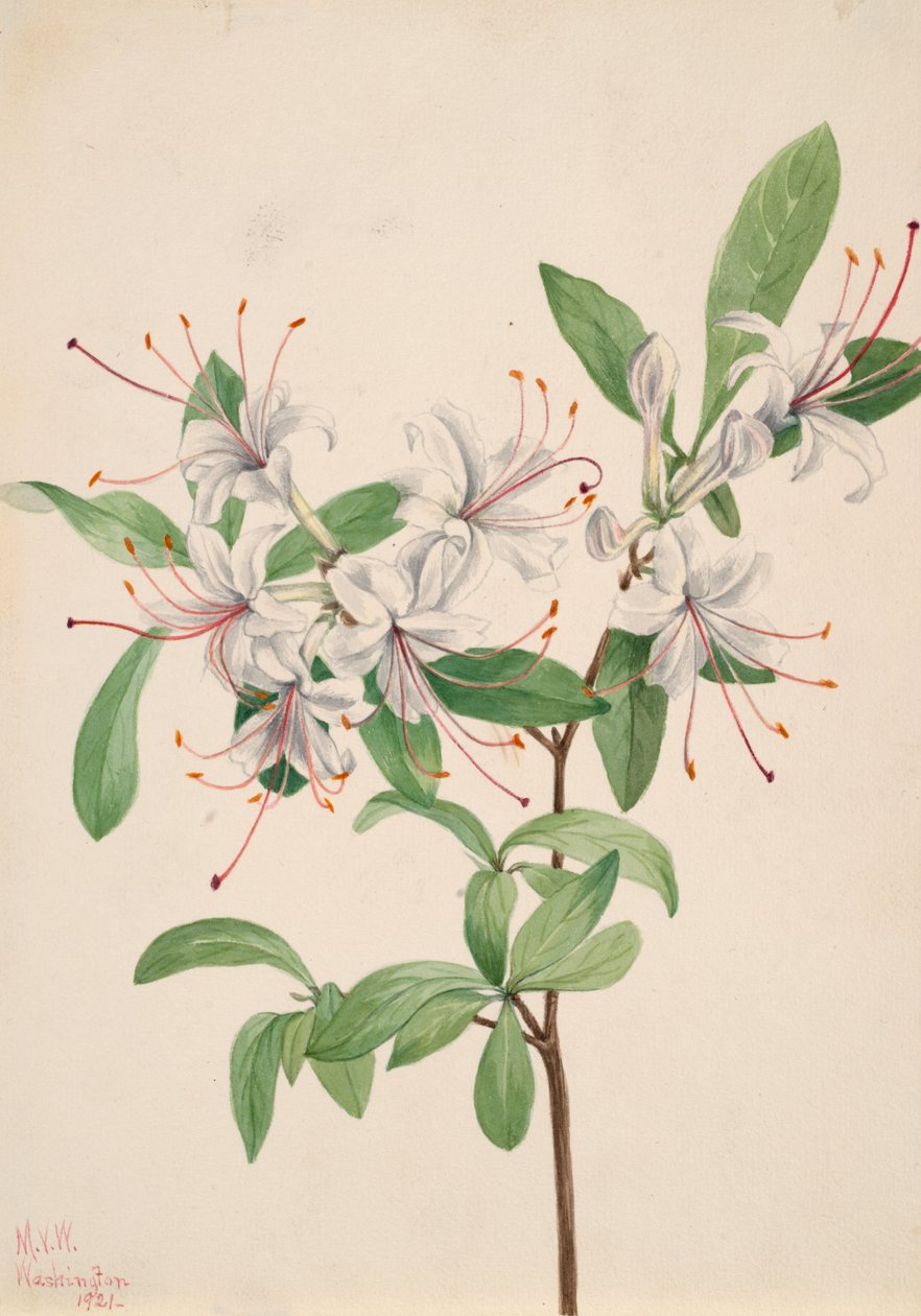 Azalea sladká Azalea arborescens, 1921. od Mary Vaux Walcott