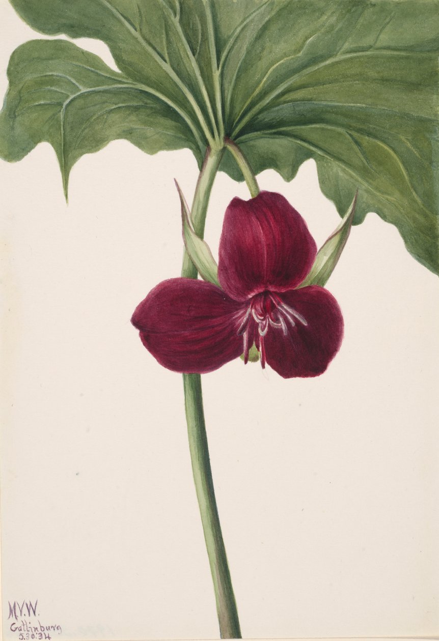 Sladké Trillium Trillium vasyi, 1934. od Mary Vaux Walcott