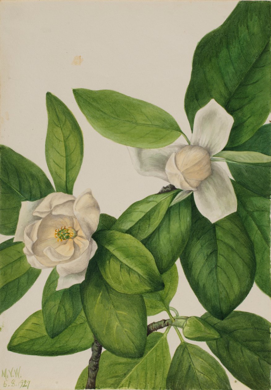 Sladkovišeň (Magnolia virginiana) od Mary Vaux Walcott