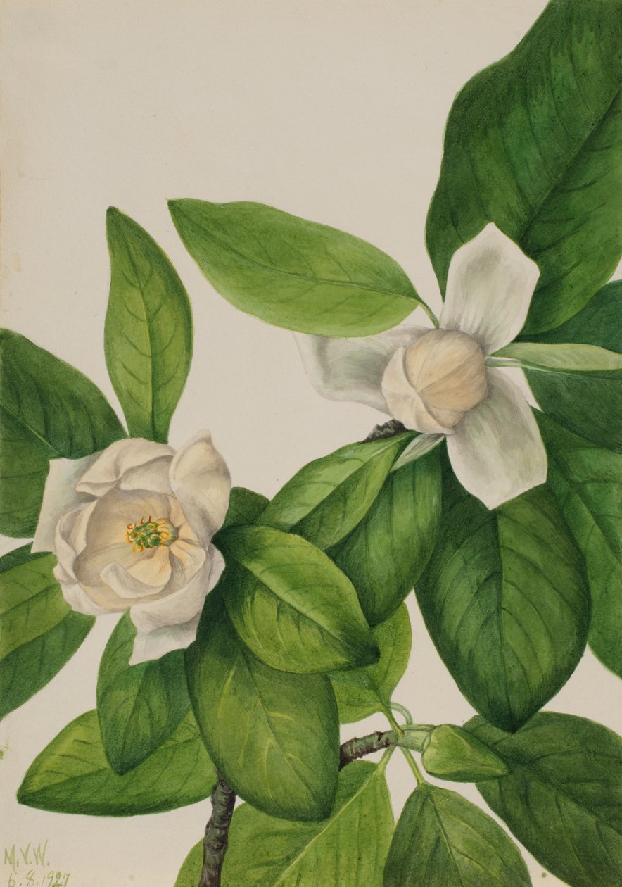 Sweetbay Magnolia virginiana, 1927. od Mary Vaux Walcott