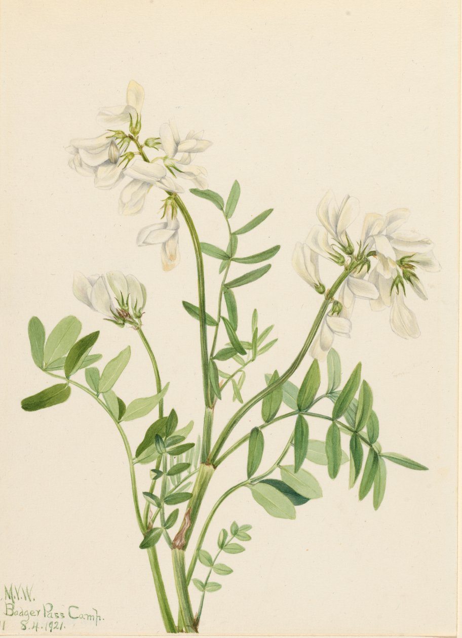 Sweetvetch Hedysarum mackenzii, 1921. od Mary Vaux Walcott