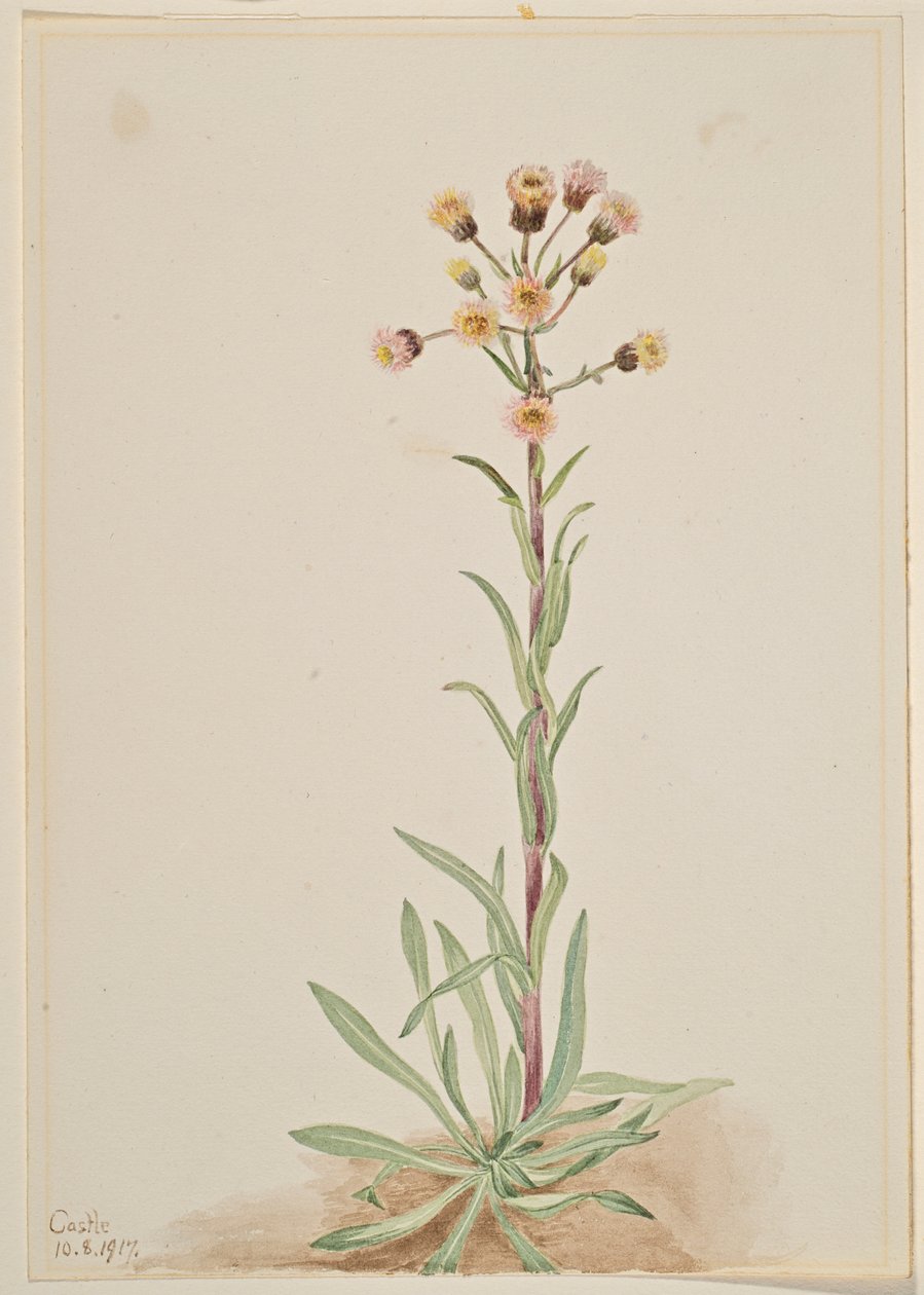 Vysoký blešník (Erigeron acris) od Mary Vaux Walcott
