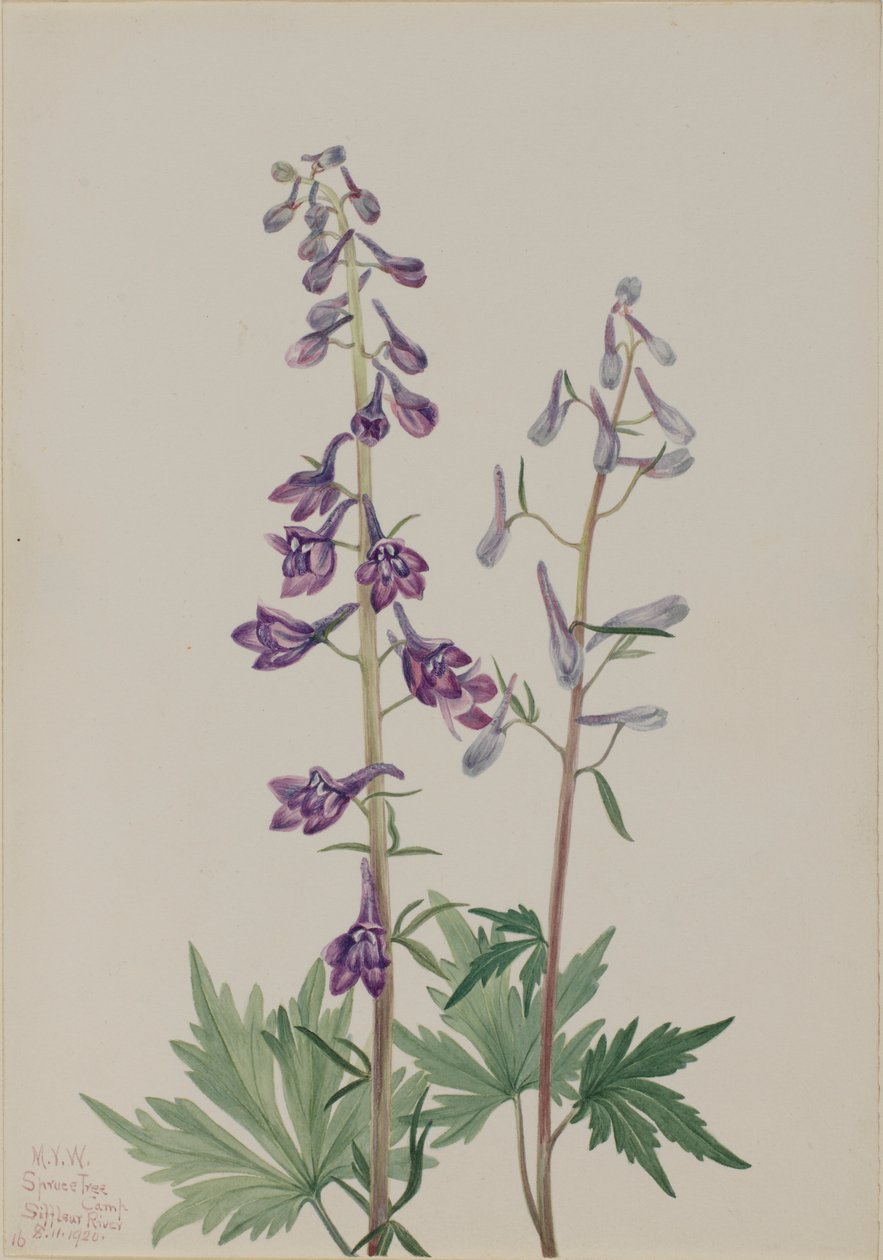 Skřivanec vysoký (Delphinium elongatum) od Mary Vaux Walcott