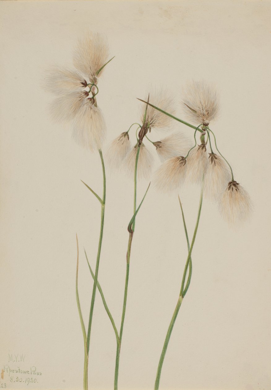 Střapec bavlníkový Eriophorum angustifolium, 1920. od Mary Vaux Walcott