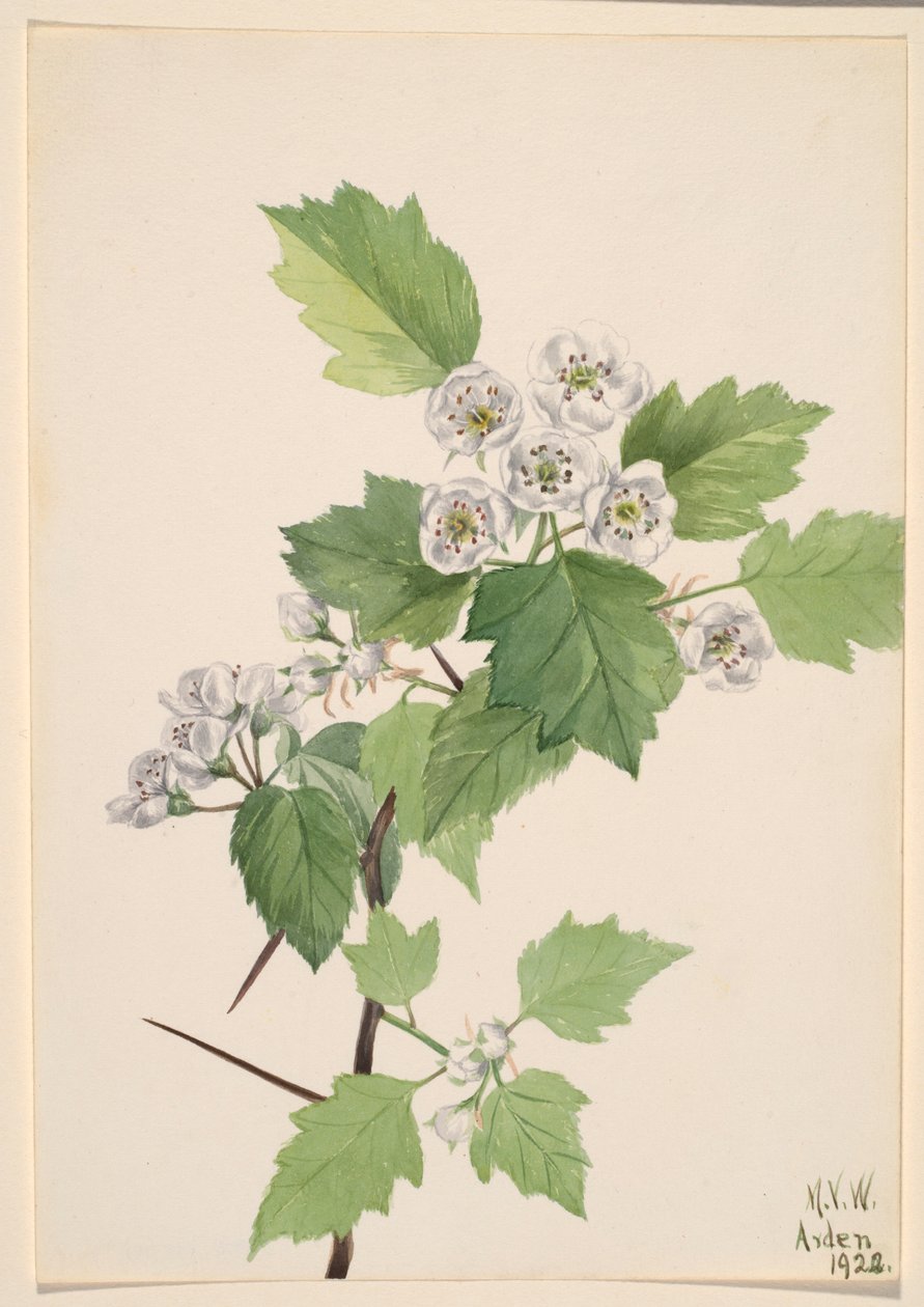 Hloh trnitý (Crataegus coccinea) od Mary Vaux Walcott