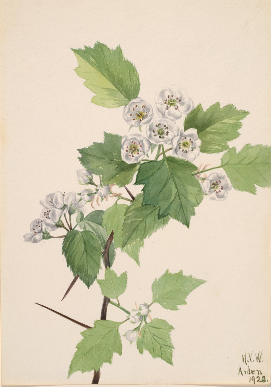 Hloh hloh Crataegus coccinea, 1922. od Mary Vaux Walcott