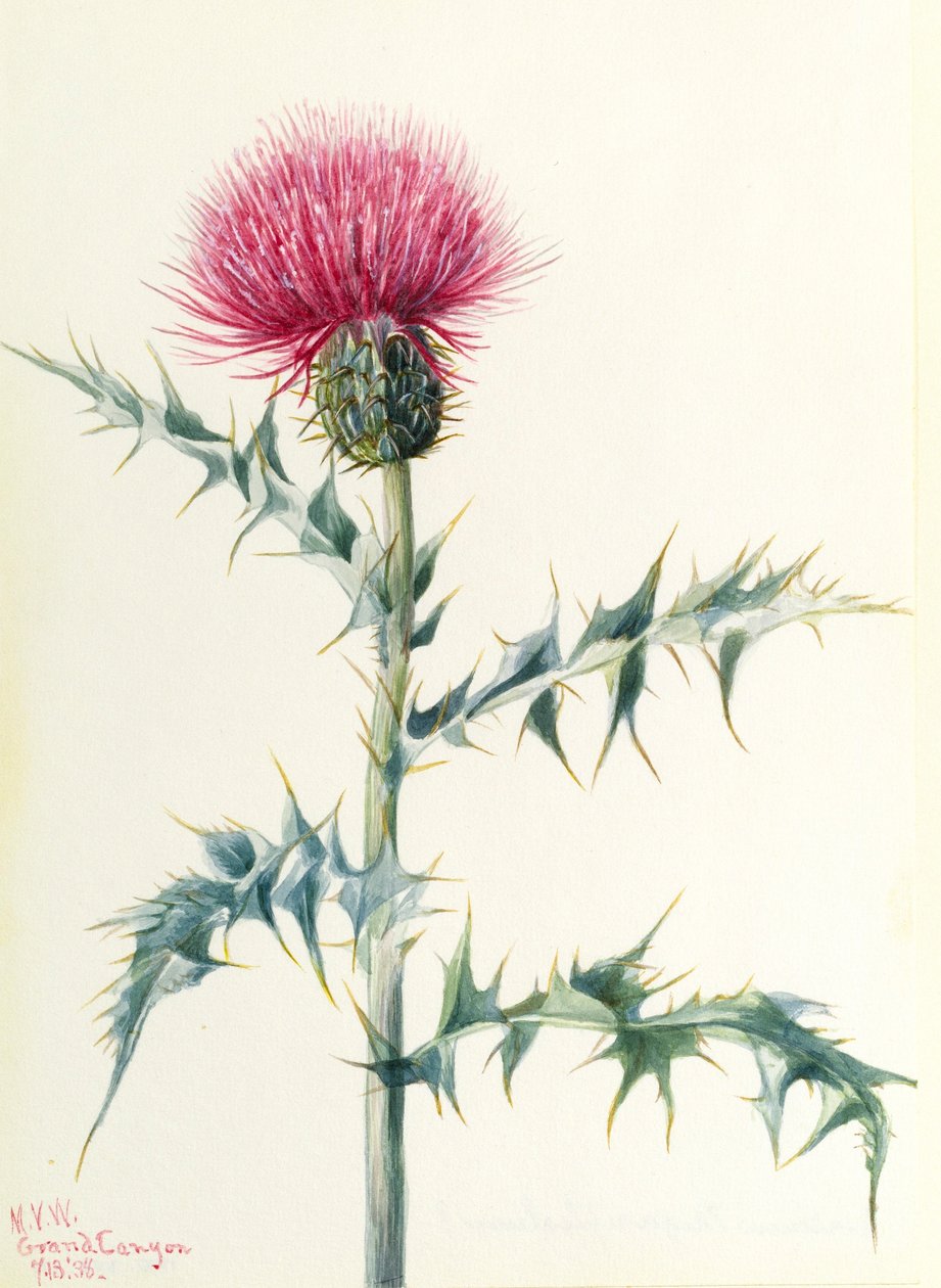 Pcháč oset (Cirsium arizonica) od Mary Vaux Walcott