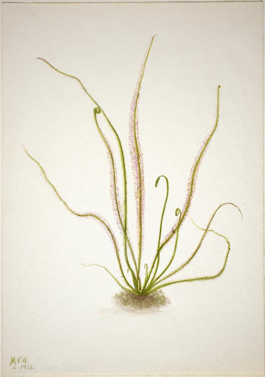 Rosnatka okrouhlolistá (Drosera rotundifolia) od Mary Vaux Walcott