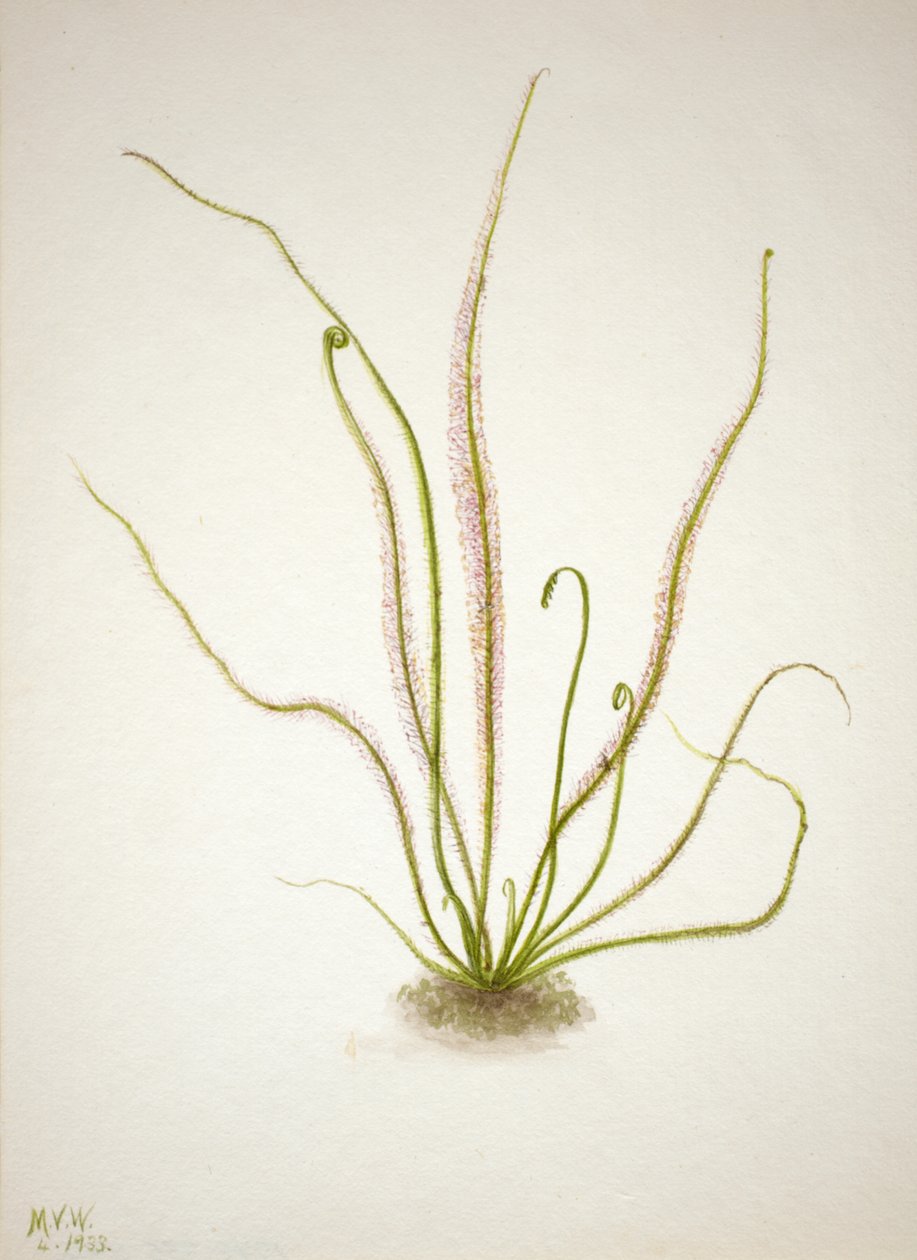 Rosnatka nitěná Drosera rotundifolia, 1933. od Mary Vaux Walcott