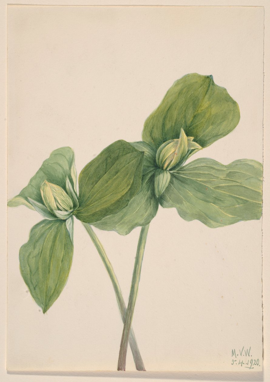 Housenka Trillium (Trillium sessile) od Mary Vaux Walcott