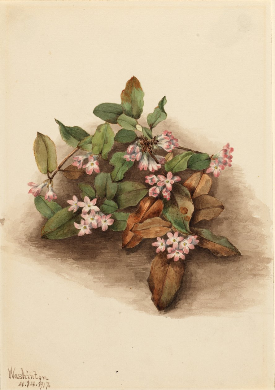 Arbutus plazivý (Epigaea repens) od Mary Vaux Walcott