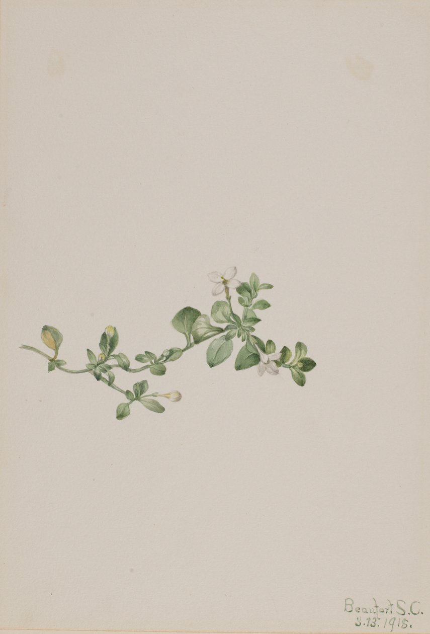 Houstonie poléhavá (Houstonia procumbens) od Mary Vaux Walcott