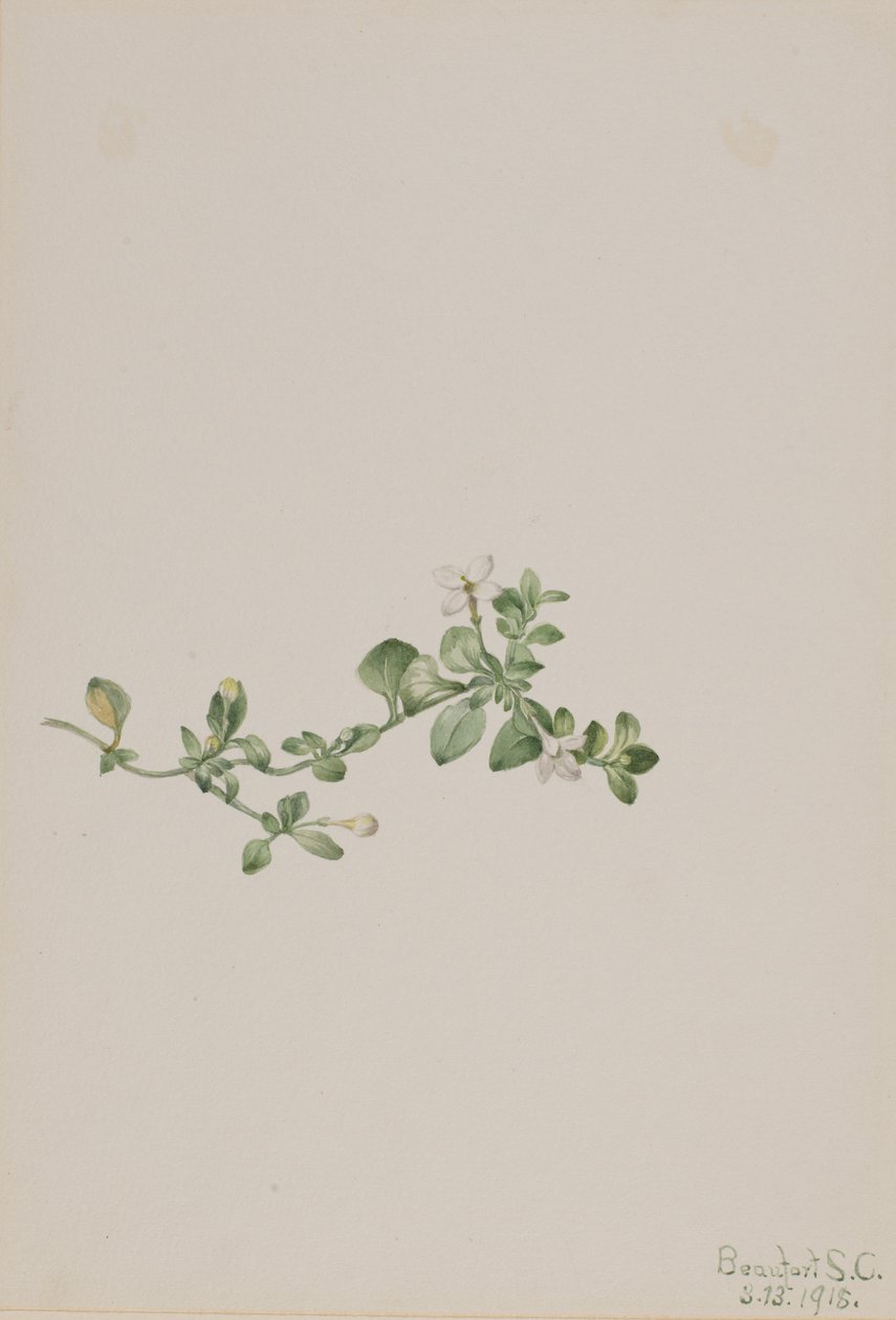 Trailing Houstonia Houstonia procumbens, 1918. od Mary Vaux Walcott