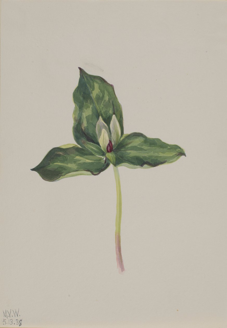 Trillium discolor od Mary Vaux Walcott