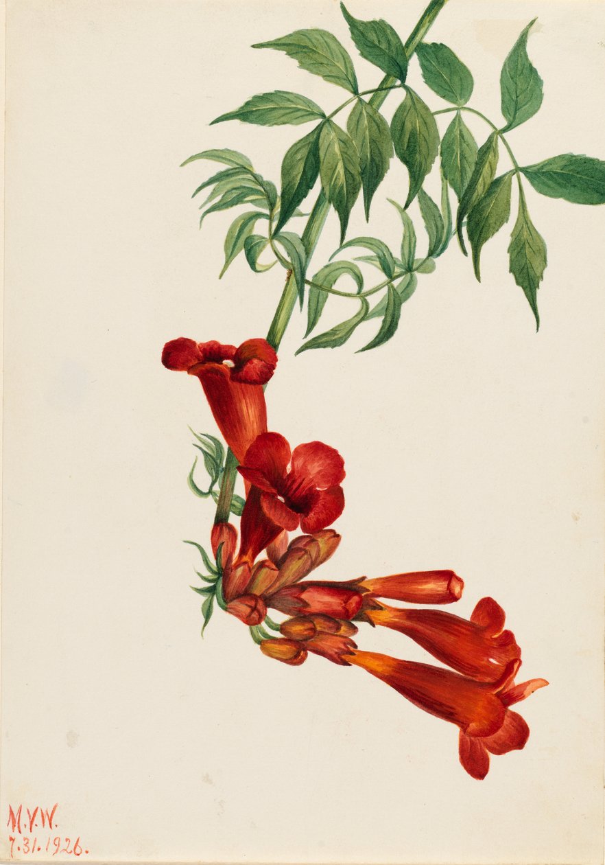 Trubkovec plazivý (Bignonia radicans) od Mary Vaux Walcott