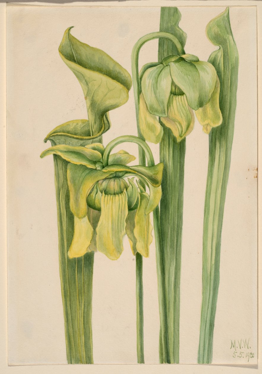Trubkovník (Sarracenia flava) od Mary Vaux Walcott