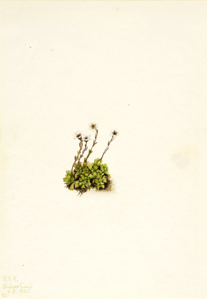 Lomikámen trsnatý Saxifraga caespitosa, 1921 od Mary Vaux Walcott