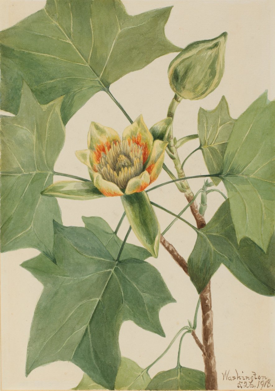 Tulipán (Liriodendron tulipifera) od Mary Vaux Walcott