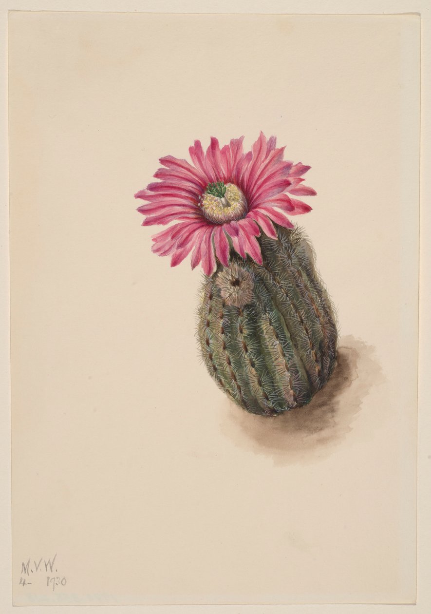 Kaktus krocanovitý (Echinocerus perbellus) od Mary Vaux Walcott